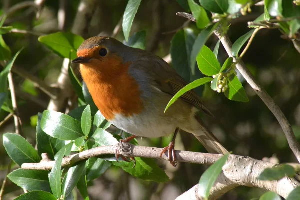 Robin Lookout — Stock Photo, Image