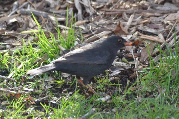 Die Scheue Kleine Amsel — Stockfoto