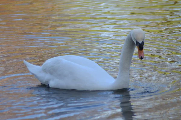 Here Comes Swan — Stock Photo, Image