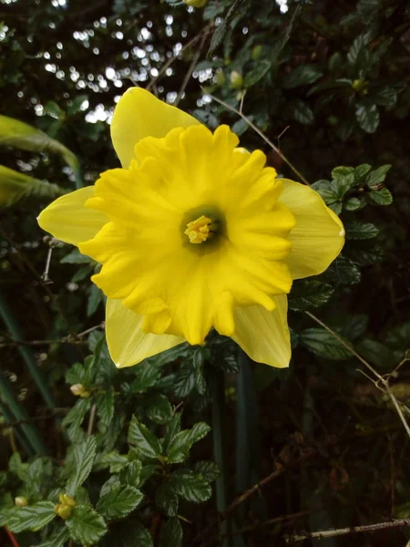 すべての色の花 — ストック写真