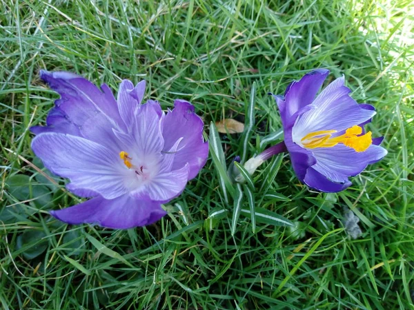 Fiori Tutti Colori — Foto Stock