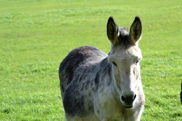 Pequeño Burro —  Fotos de Stock