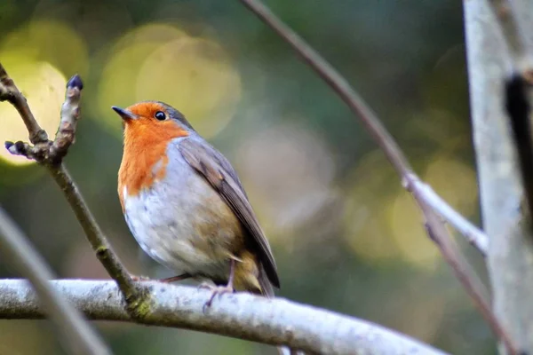 Robin Sur Branche — Photo