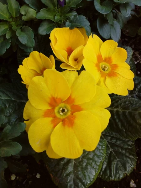 Flores Todas Cores — Fotografia de Stock