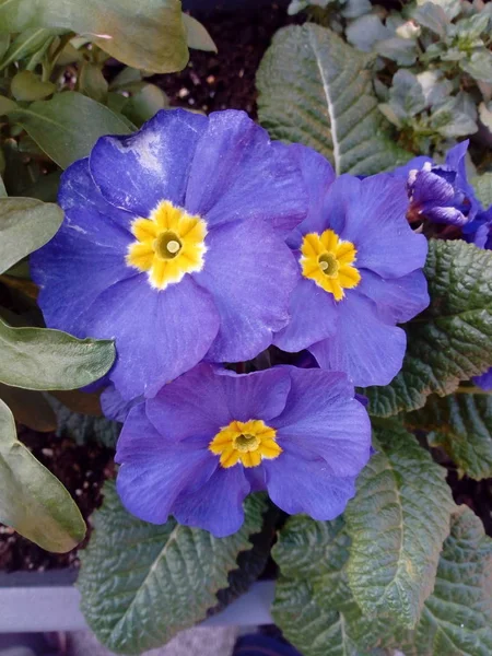 Blommor Alla Färger — Stockfoto