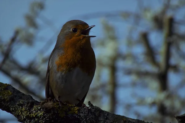 Vêm Robins — Fotografia de Stock