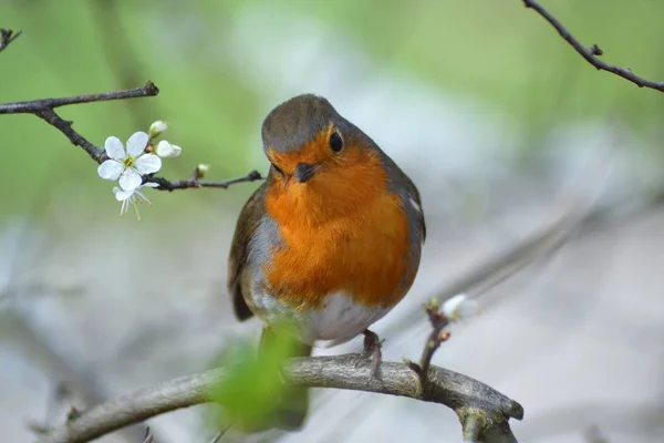 İşte bülbüller geliyor.