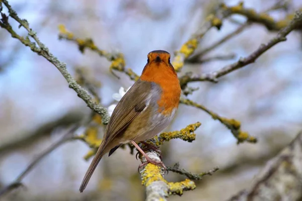 Here Comes Robins — Stock Photo, Image