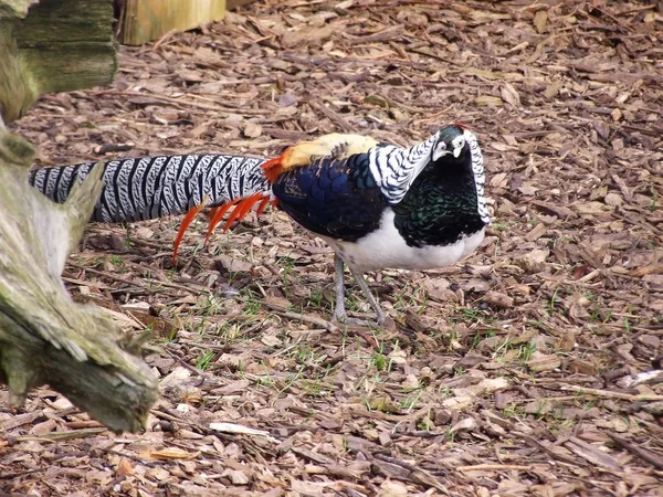 Hier Komt Fazanten — Stockfoto