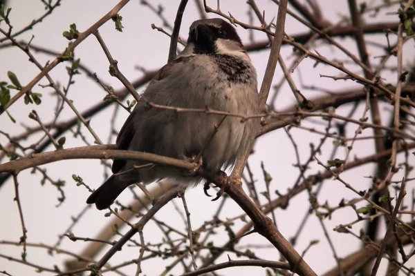 Sparrow Trädet — Stockfoto