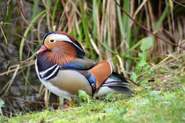 renkli mandarin ördeği