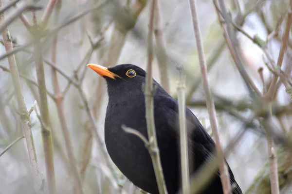 树枝间的黑鸟 — 图库照片