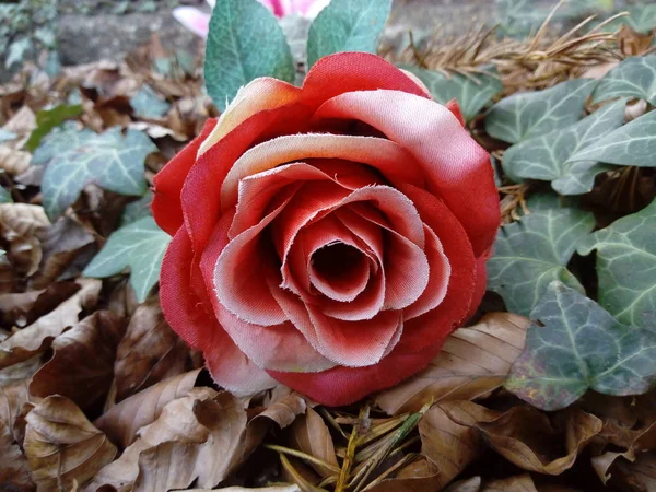 Růže Mnoha Barvách — Stock fotografie