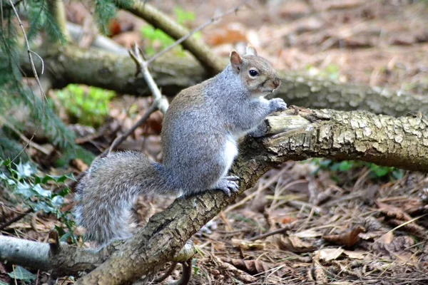 Wiewiórka Gałęzi — Zdjęcie stockowe