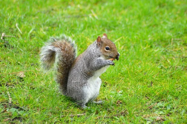 invaziv küçük bir