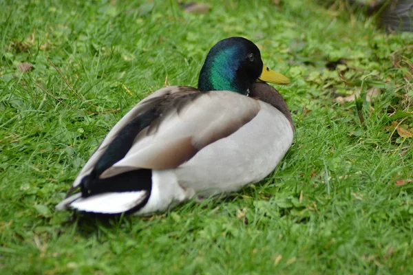 Mallards Rest — Stock Photo, Image