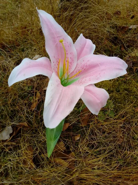 Las Flores Primavera — Foto de Stock