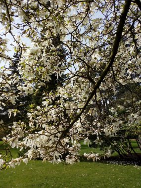 İşte çiçekler geliyor.