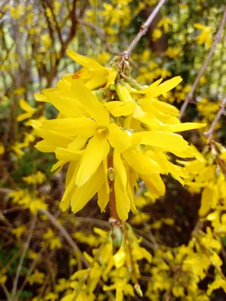 Aquí Vienen Las Flores Imagen De Stock