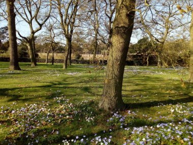 Ağaçların yaşamı