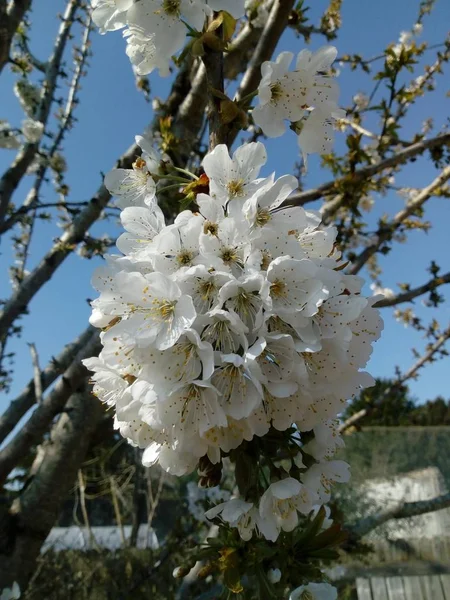 Vita Dei Fiori — Foto Stock