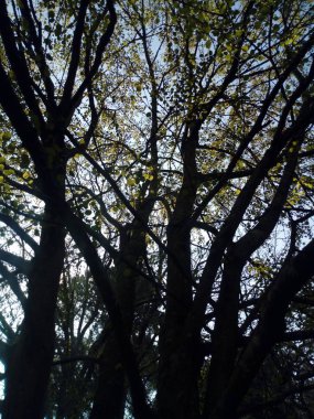 Ağaçların yaşamı