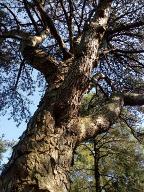 Ağaçların yaşamı