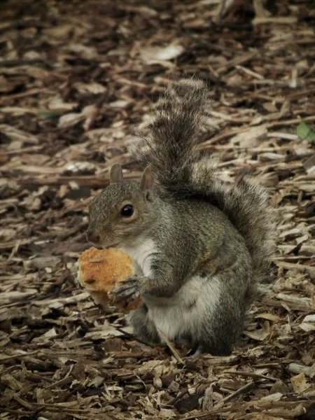 Idő Snack — Stock Fotó