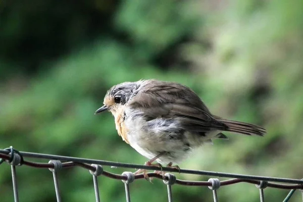 Hier Kommen Die Vögel — Stockfoto