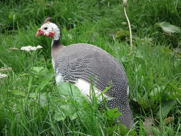 鳥と草 — ストック写真