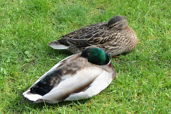 ここではマガモ — ストック写真