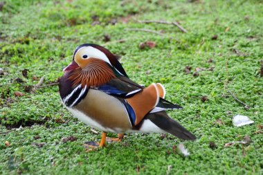 Mandarin 'in hayatı