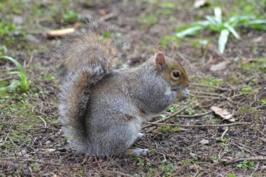 Burada Sincaplar geliyor