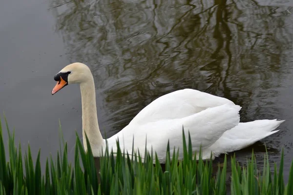 Cisne Mudo — Fotografia de Stock