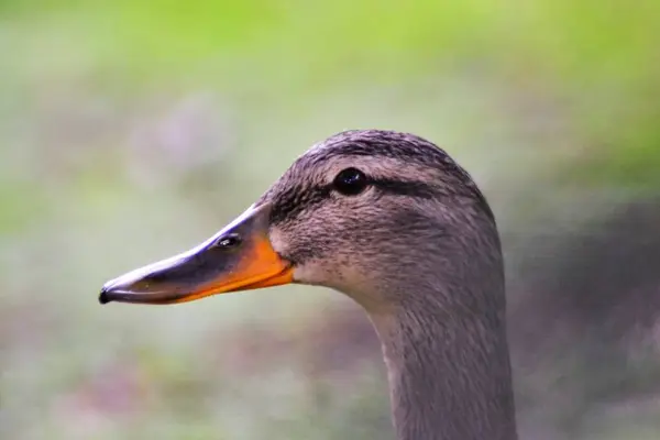 Life Mallard — Stock Photo, Image