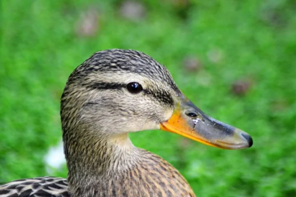 Das Leben Der Stockente — Stockfoto