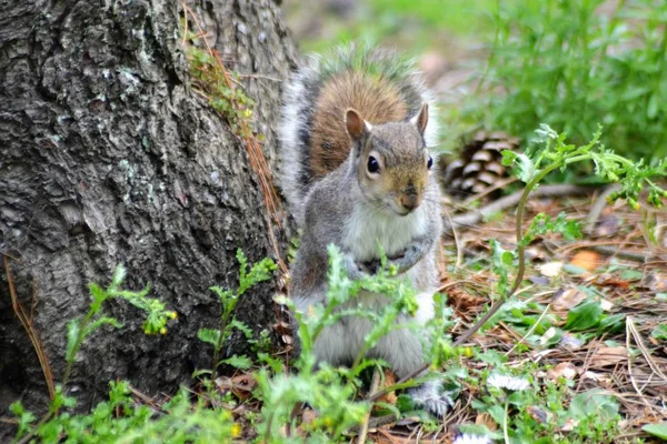 Here Come Squirrels — Stock Photo, Image