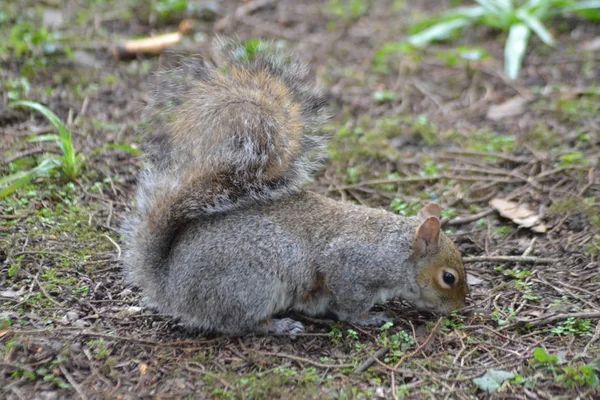 Här Kommer Ekorrarna — Stockfoto