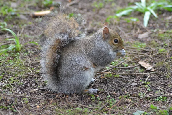 Här Kommer Ekorrarna — Stockfoto