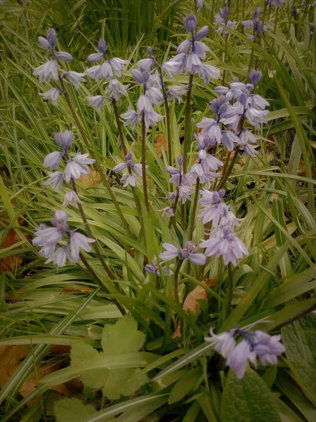 Flores Plantas — Fotografia de Stock