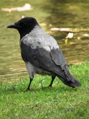 İşte karga geliyor