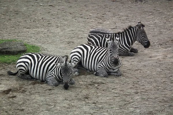 Três Zebras Juntas — Fotografia de Stock
