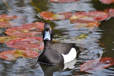 İşte ördekler geliyor.