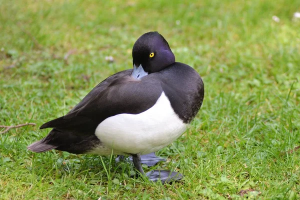 Pequeno Pato Tufado — Fotografia de Stock