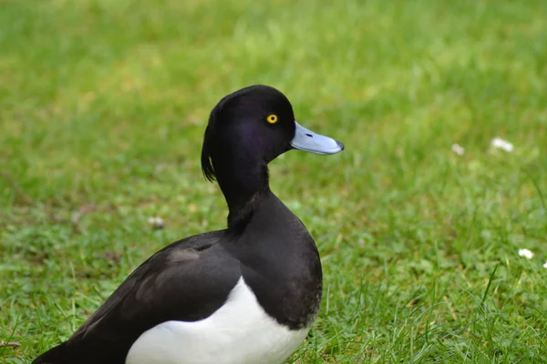 Pequeno Pato Tufado — Fotografia de Stock