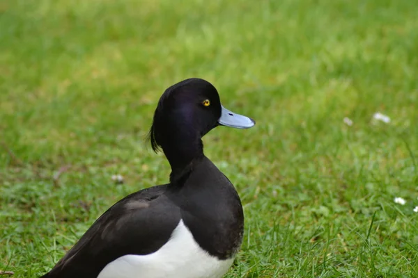 Pequeno Pato Tufado — Fotografia de Stock