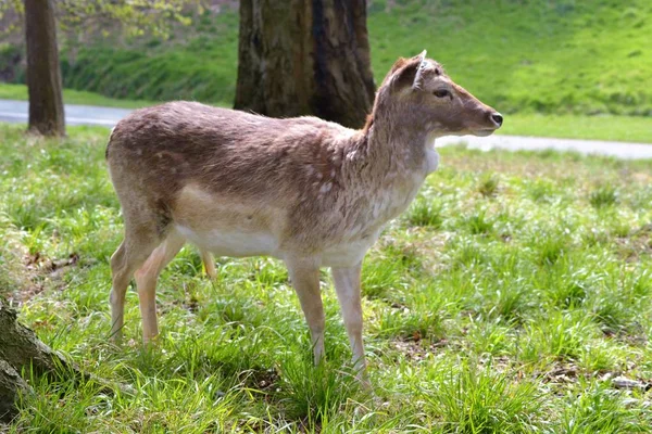 Das Leben Der Hirsche — Stockfoto