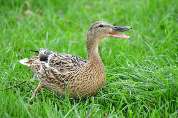 mallards hayatı