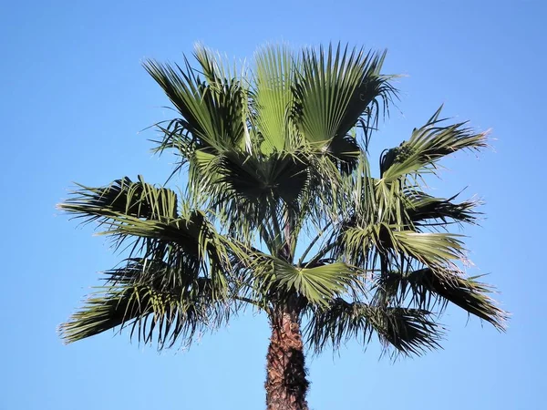 Arbres Dans Ciel — Photo