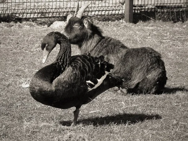 Geten Och Svanen — Stockfoto